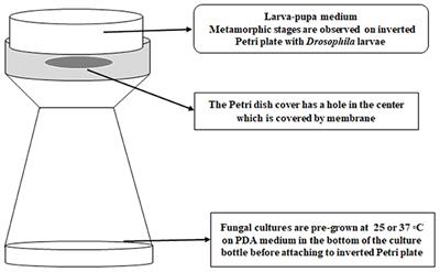 Volatile Organic Compounds Produced by Human Pathogenic Fungi Are Toxic to Drosophila melanogaster